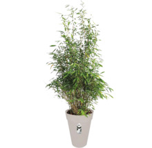 Hoge, volle bamboeplant met groene bladeren in een lichtgrijze, conische kunststof pot met elho Logo.