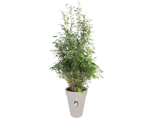 Hoge, volle bamboeplant met groene bladeren in een lichtgrijze, conische kunststof pot met elho Logo.