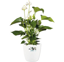 Anthurium met witte bloemen in een witte Elho-bloempot.