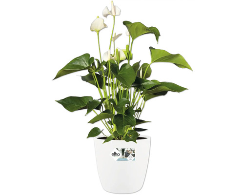 Anthurium met witte bloemen in een witte Elho-bloempot.