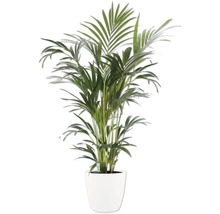 Kamerplant palm met groene bladeren in een witte pot.