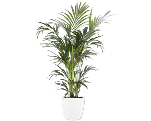 Kamerplant palm met groene bladeren in een witte pot.