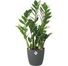 Zamioculcas kamerplant in een grijze Elho bloempot met Elho Logo.