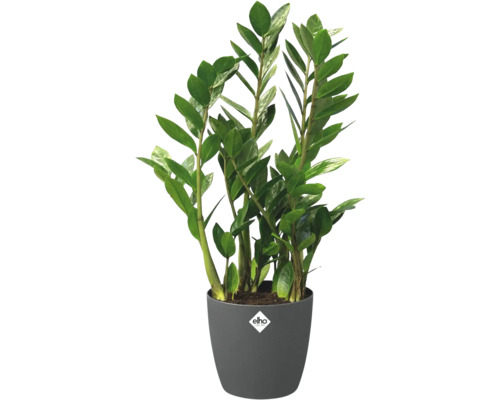 Zamioculcas kamerplant in een grijze Elho bloempot met Elho Logo.