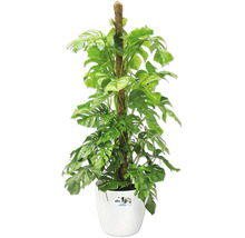 Monstera deliciosa kamerplant met mospaal in witte Elho kunststof pot.