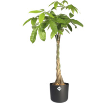Pachira aquatica Geldboom met gevlochten stam in zwarte kunststof pot met Elho Logo.