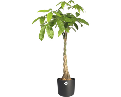 Pachira aquatica Geldboom met gevlochten stam in zwarte kunststof pot met Elho Logo.