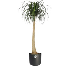 Kamerplant Olifantspoot Beaucarnea recurvata met bruine stam en groene bladeren in zwarte elho pot met elho Logo.