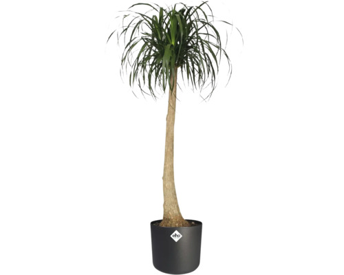 Kamerplant Olifantspoot Beaucarnea recurvata met bruine stam en groene bladeren in zwarte elho pot met elho Logo.