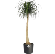 Olifantspoot Beaucarnea recurvata in zwarte elho pot met elho Logo, hoge slanke stam en groene bladeren.