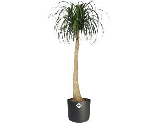 Olifantspoot Beaucarnea recurvata in zwarte elho pot met elho Logo, hoge slanke stam en groene bladeren.