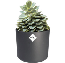 Vetplant in een donkergrijze elho bloempot. elho Logo.