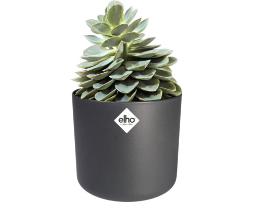 Vetplant in een donkergrijze elho bloempot. elho Logo.