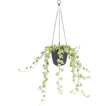Klimop Hedera helix in een zwarte hangpot met hangende ranken en wit-groene bladeren.