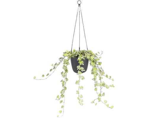 Klimop Hedera helix in een zwarte hangpot met hangende ranken en wit-groene bladeren.