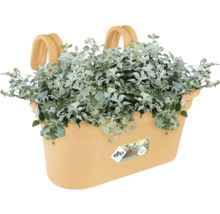 Beige balkonbak van kunststof met geïntegreerde haken, zilvergrijze planten en elho Logo.
