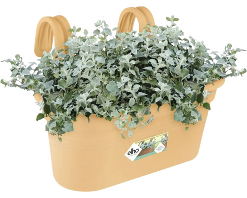 Beige balkonbak van kunststof met geïntegreerde haken, zilvergrijze planten en elho Logo.