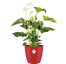 Witte Anthurium in een rode elho bloempot met elho Logo.