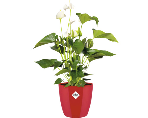Witte Anthurium in een rode elho bloempot met elho Logo.