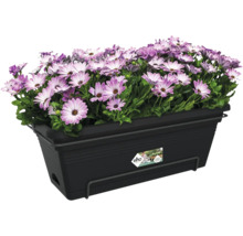 Zwarte Elho balkonbak van kunststof beplant met paarse en witte bloemen.