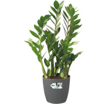 Zamioculcas zamiifolia kamerplant in grijze kunststof pot met Elho logo.