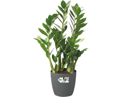 Zamioculcas zamiifolia kamerplant in grijze kunststof pot met Elho logo.