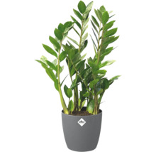 Zamioculcas zamiifolia in grijze kunststof pot met elho Logo.