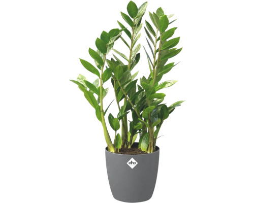 Zamioculcas zamiifolia in grijze kunststof pot met elho Logo.