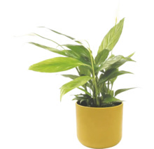 Lepelplant Spathiphyllum in gele pot, kamerplant met groene bladeren en witte bloem.