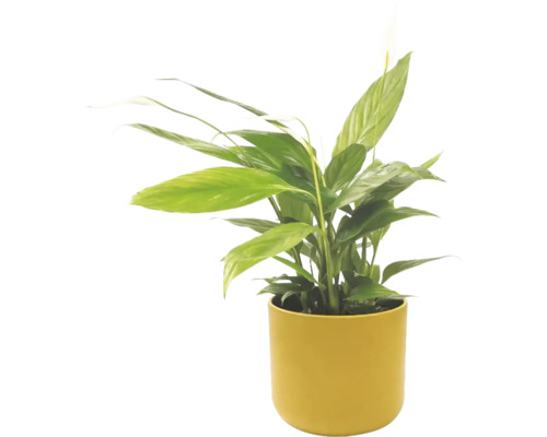 Lepelplant Spathiphyllum in gele pot, kamerplant met groene bladeren en witte bloem.