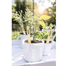 Jonge tomatenplant, basilicum en rozemarijn in witte potten met houten plantenmarkers in een lichte tuinomgeving.