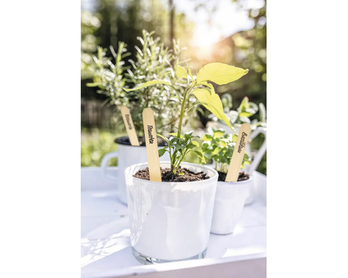 Jonge tomatenplant, basilicum en rozemarijn in witte potten met houten plantenmarkers in een lichte tuinomgeving.