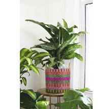 Gevlochten mand met kleurrijke strepen en handvatten, gebruikt als overpot voor een kamerplant op een houten tafel in een lichte kamer.
