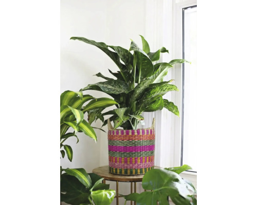 Gevlochten mand met kleurrijke strepen en handvatten, gebruikt als overpot voor een kamerplant op een houten tafel in een lichte kamer.