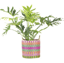 Philodendron Selloum kamerplant in een kleurrijk gestreepte gevlochten mand.