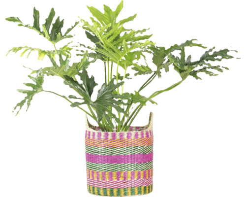 Philodendron Selloum kamerplant in een kleurrijk gestreepte gevlochten mand.