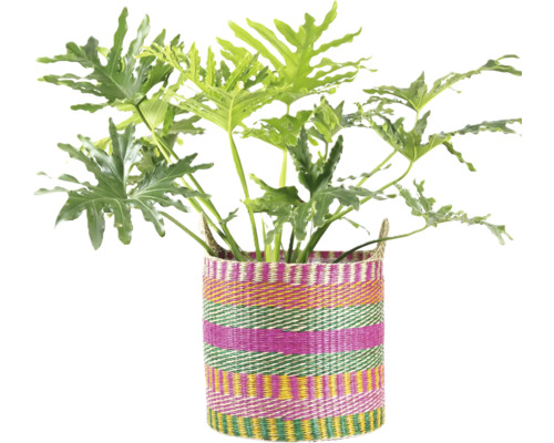 Philodendron kamerplant met grote, diep ingesneden bladeren in een kleurrijke gevlochten mand.