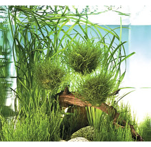 Groene mosballen en aquariumplanten in een aquarium met wortelhout en stenen.