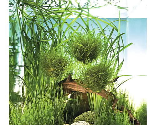 Groene mosballen en aquariumplanten in een aquarium met wortelhout en stenen.