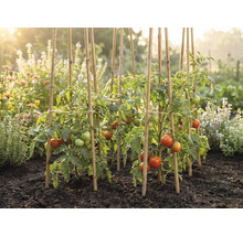 Tomatenplanten met rijpende vruchten, ondersteund door bamboestokken in een zonnige moestuin met donkere aarde.