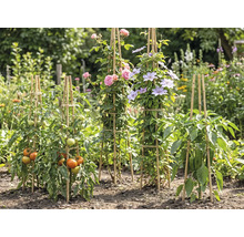 Bamboe plantensteunen in een tuin voor tomaten, rozen, clematis en paprika in een lichte, georganiseerde omgeving.
