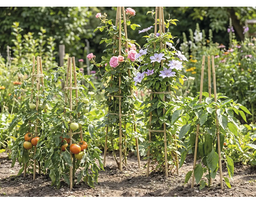 Bamboe plantensteunen in een tuin voor tomaten, rozen, clematis en paprika in een lichte, georganiseerde omgeving.