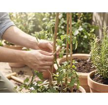 Een persoon bindt een tomatenplant met jutotouw vast aan bamboestokken in een terracotta pot.