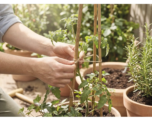 Een persoon bindt een tomatenplant met jutotouw vast aan bamboestokken in een terracotta pot.