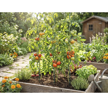 Tomatenplanten in een houten verhoogde border, ondersteund door spiraalvormige plantensteunen van metaal, omringd door kruiden in een lichte tuin.