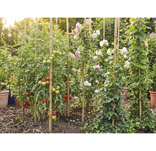 Tuin met tomatenplanten, rozen en klimop die langs bamboestokken omhoog groeien, omgeven door mulch en plantenpotten in een lichte omgeving.