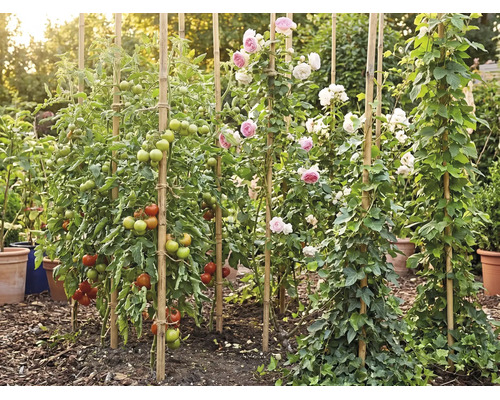 Tuin met tomatenplanten, rozen en klimop die langs bamboestokken omhoog groeien, omgeven door mulch en plantenpotten in een lichte omgeving.