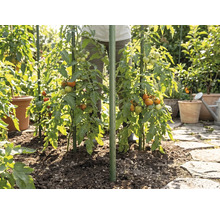 Tomatenplanten in de tuin, ondersteund door groene plantenstokken, geplant in aarde naast een stenen pad.
