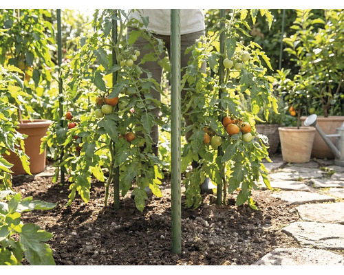 Tomatenplanten in de tuin, ondersteund door groene plantenstokken, geplant in aarde naast een stenen pad.