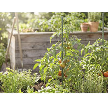 Tomatenplanten met rijpende tomaten, ondersteund door groene plantenstokken in een tuin met een houten moestuinbak en kruiden.